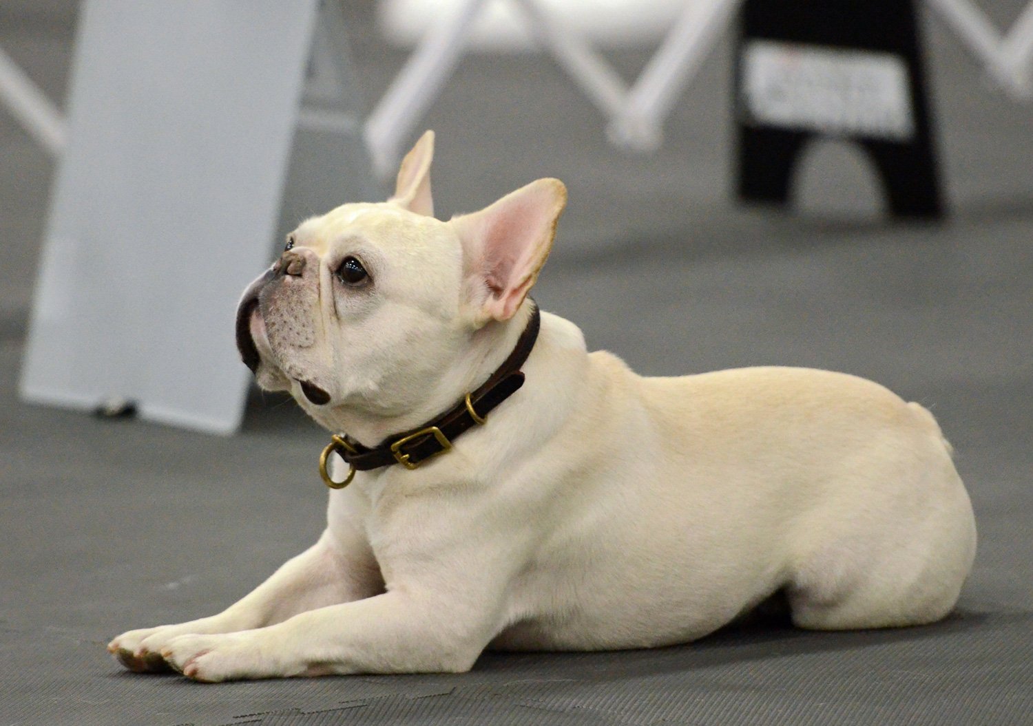 The Best Dog Breeds for Condo Living