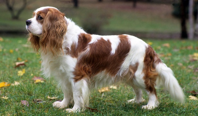 King Cavalier Spaniel