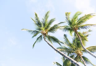 Palm trees in florida