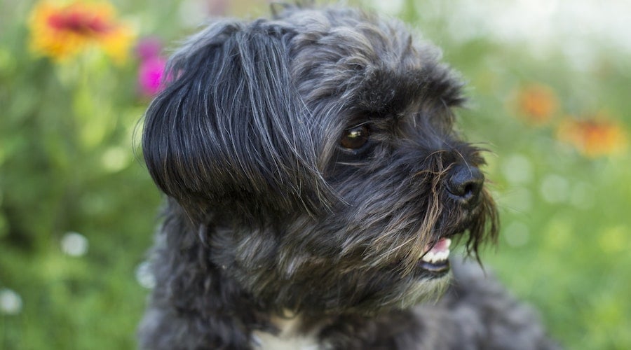 Shih Tzu