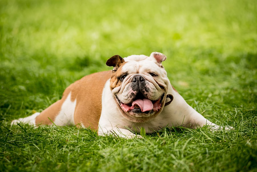 english bulldog