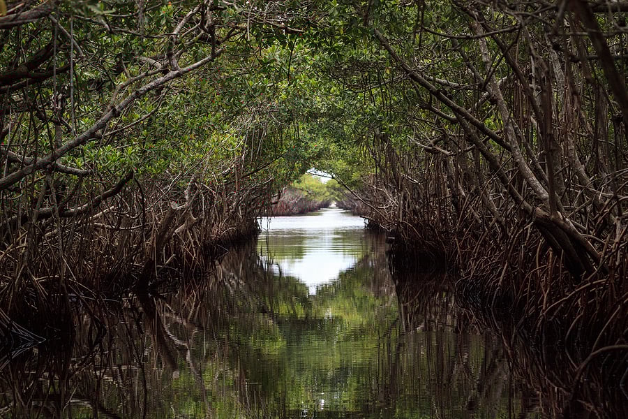 The site is notable for its large forest of mangrove trees.