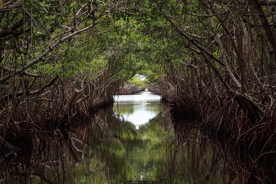 The site is notable for its large forest of mangrove trees.