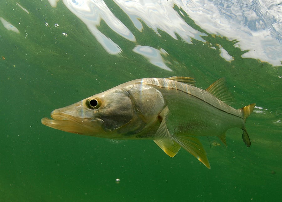 snook fish underwater