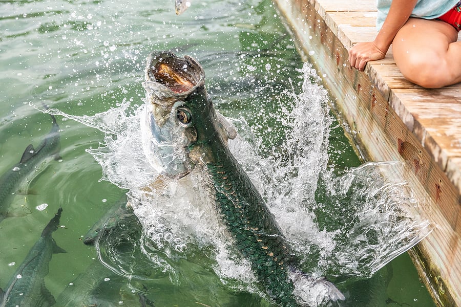 tarpon fish