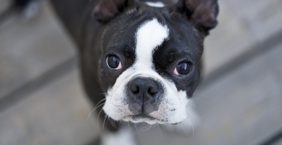 boston terrier