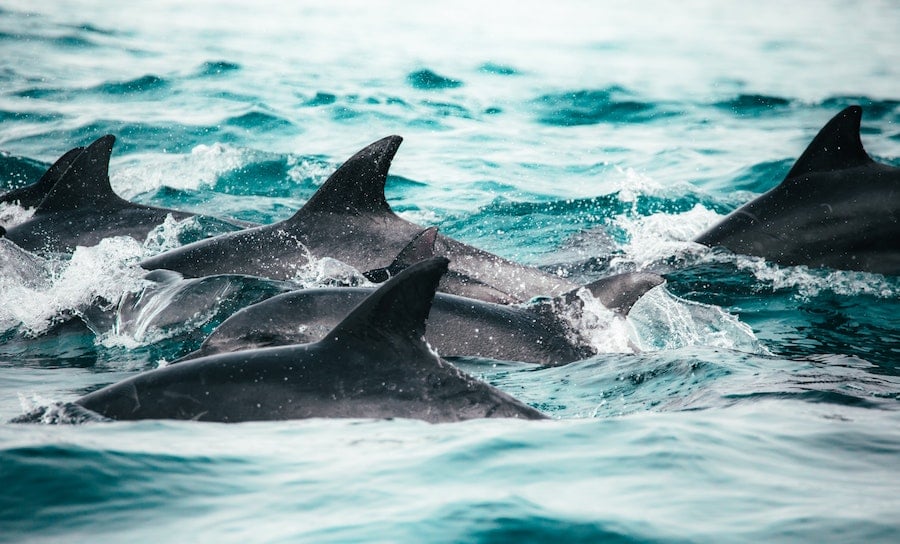 dolphins swimming in pod