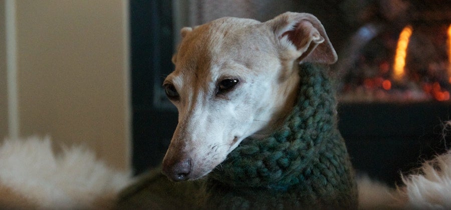 The Best Dog Breeds for Condo Living
