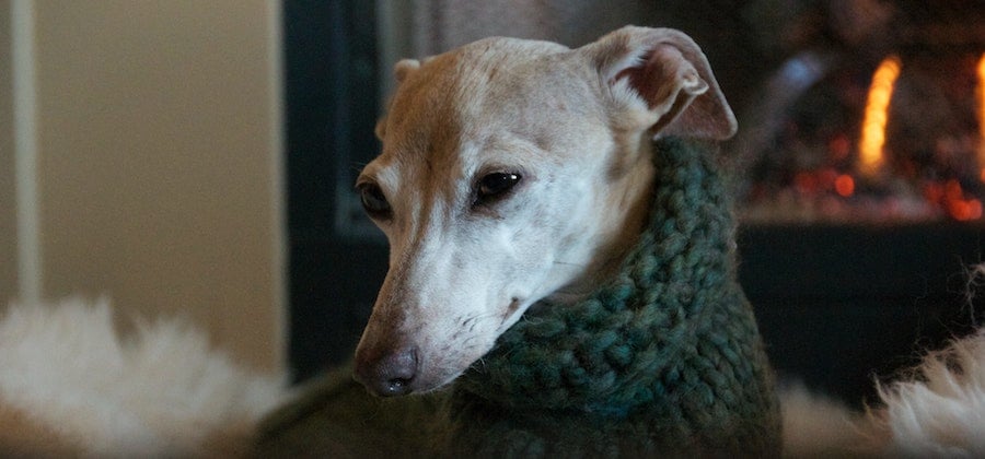 italian greyhound