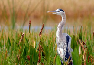 florida bird sitting in nature preserve