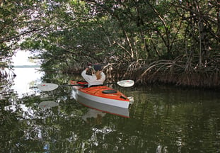kayaking through the mangroves in florida