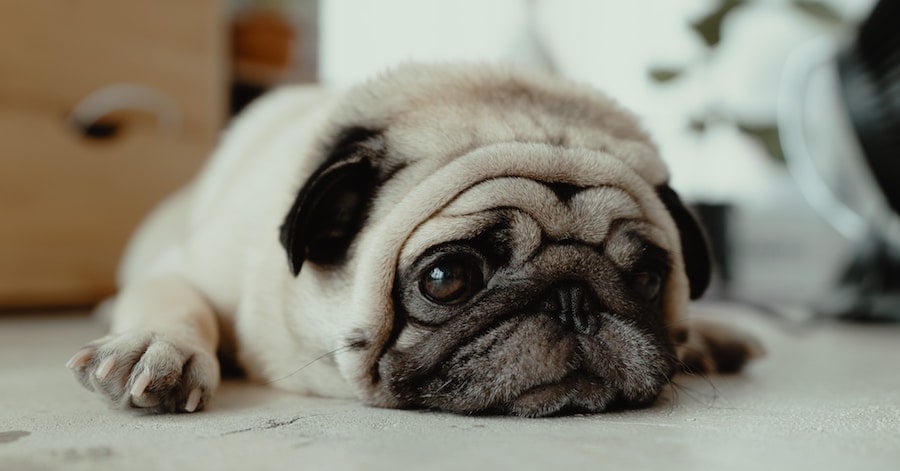 The Best Dog Breeds for Condo Living