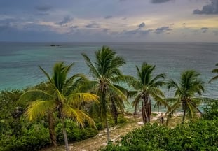palm trees florida beach