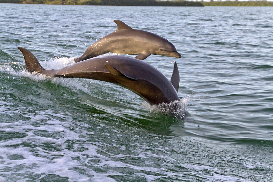 cruise with dolphins