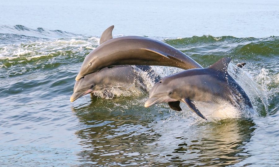 Coastal bottlenose dolphins can be found in the bay and the near-shore coastal waters