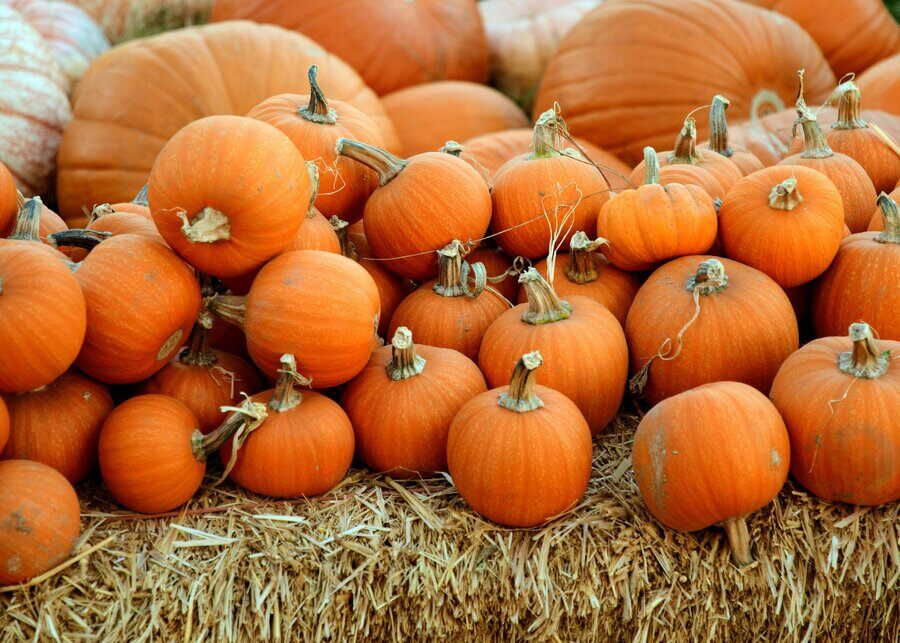 Top Fall Activities Near Fort Myers Beach