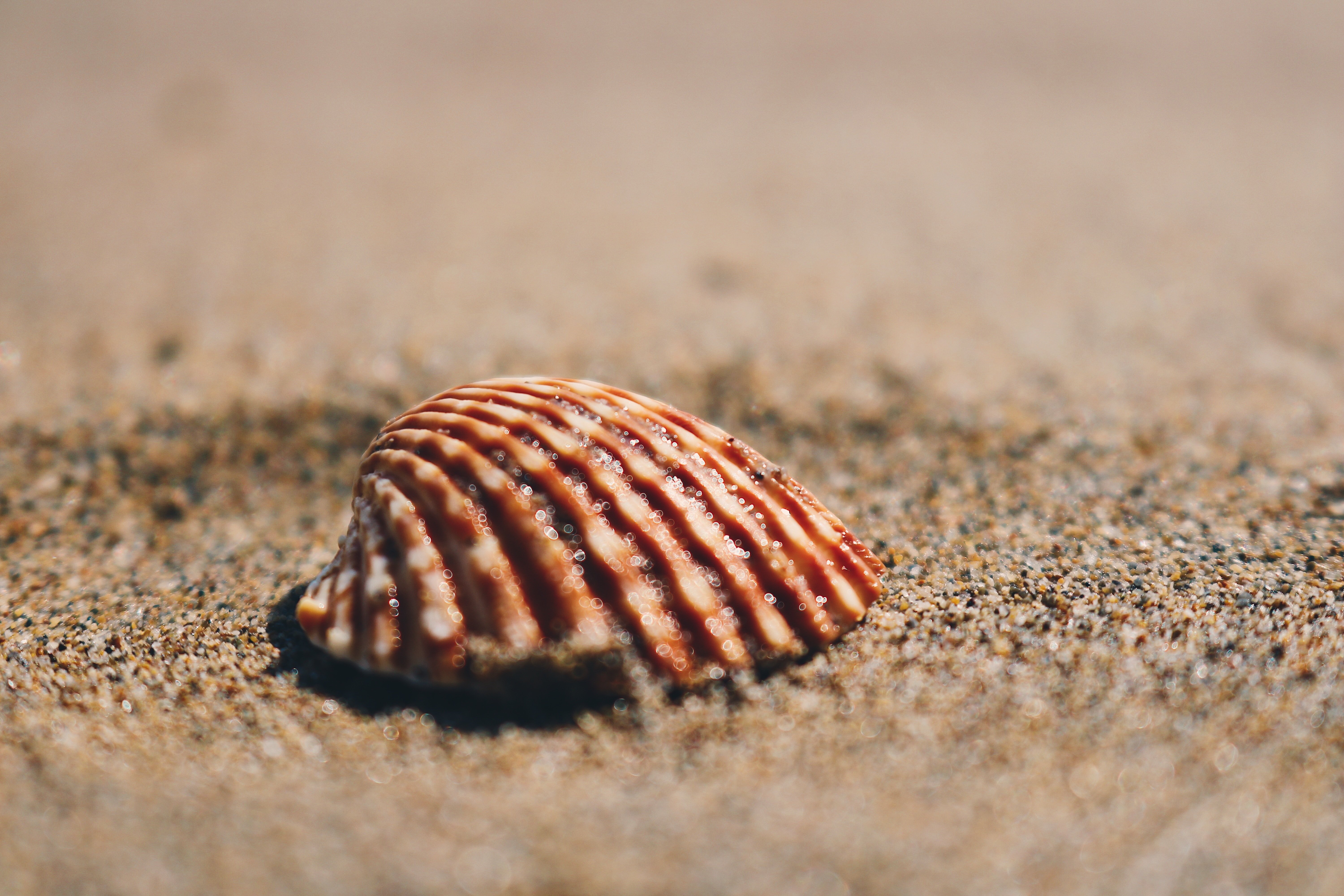 The Best Beaches for Beachcombing and Shelling In Florida
