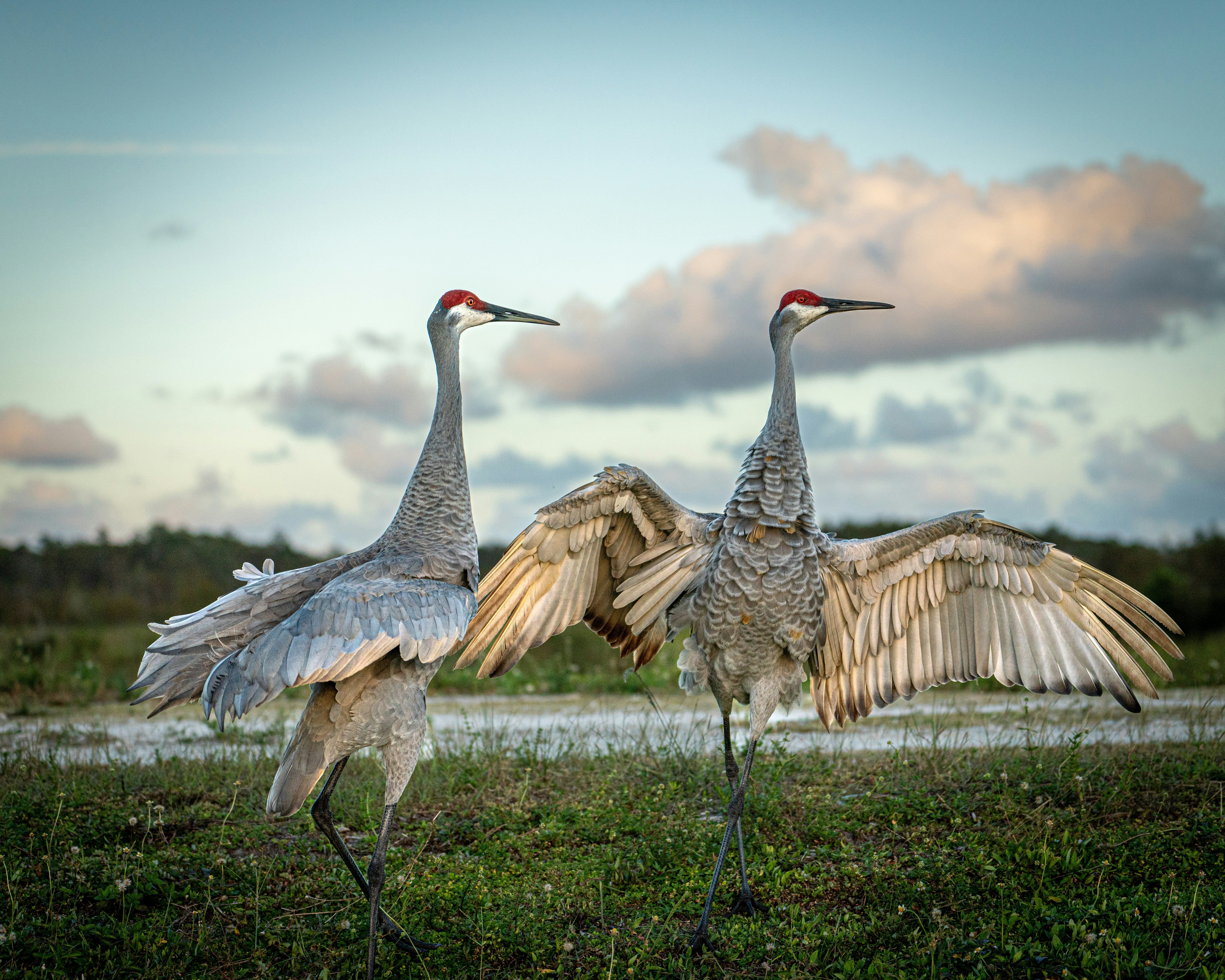 Best Places to See Florida's Wildlife