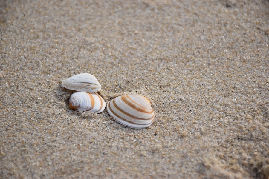 Have Fun Exploring the Nature on Fort Myers Beach